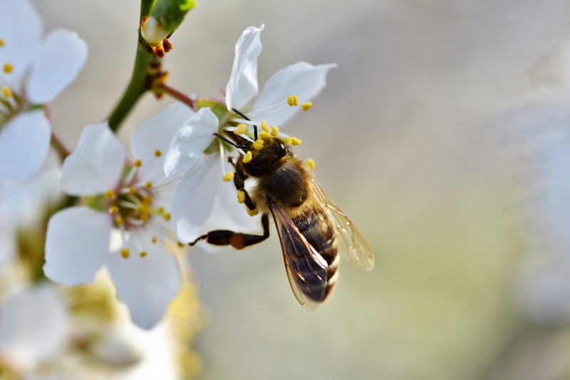 jardinerie-GRASSE-min_bee-4092986